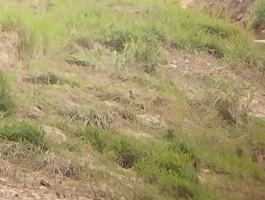 Red-wattled Lapwing - ML598405601