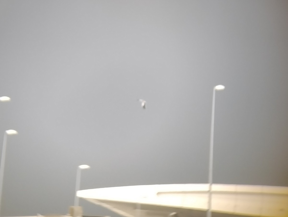 Black-winged Kite - ML598405661