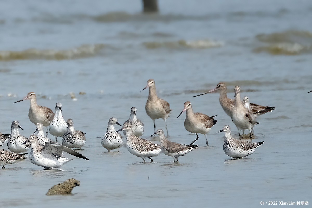 Great Knot - ML598406051