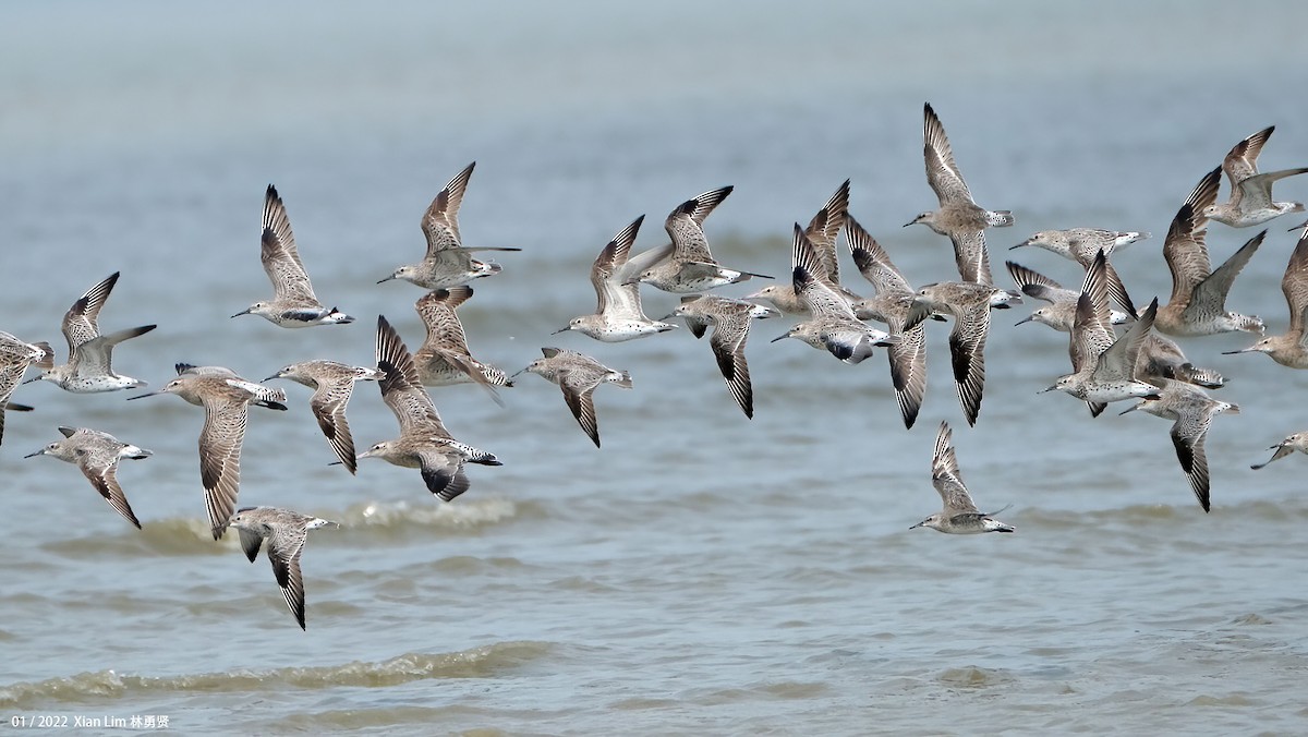 Great Knot - ML598406151