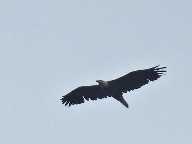 Bald Eagle - ML598406211