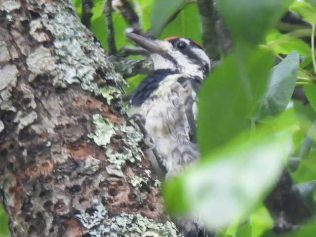 Yellow-bellied Sapsucker - ML598406251