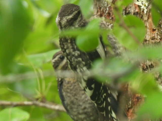 Yellow-bellied Sapsucker - ML598406261