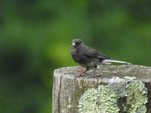 Dark-eyed Junco - ML598406331