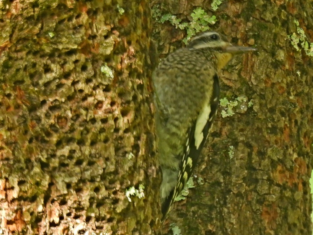 Yellow-bellied Sapsucker - ML598406401