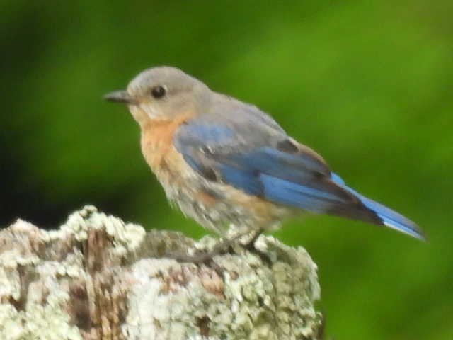 Eastern Bluebird - ML598406451