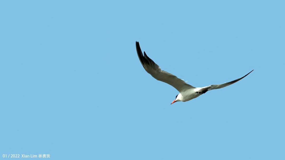 Caspian Tern - ML598406481