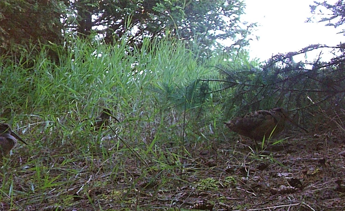 American Woodcock - ML598406581