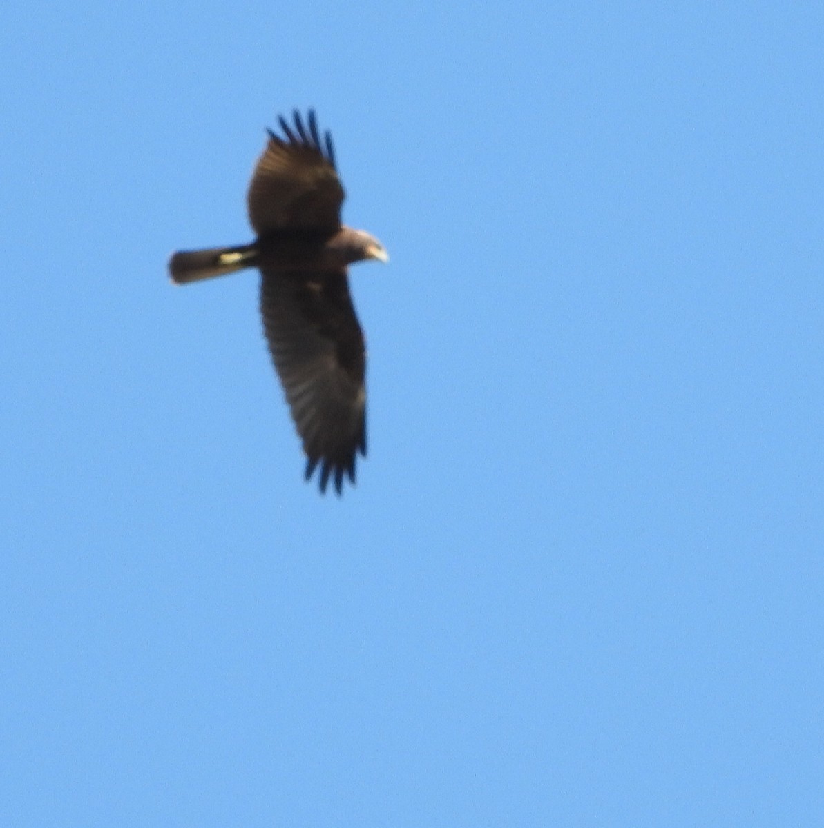 Western Marsh Harrier - ML598407551