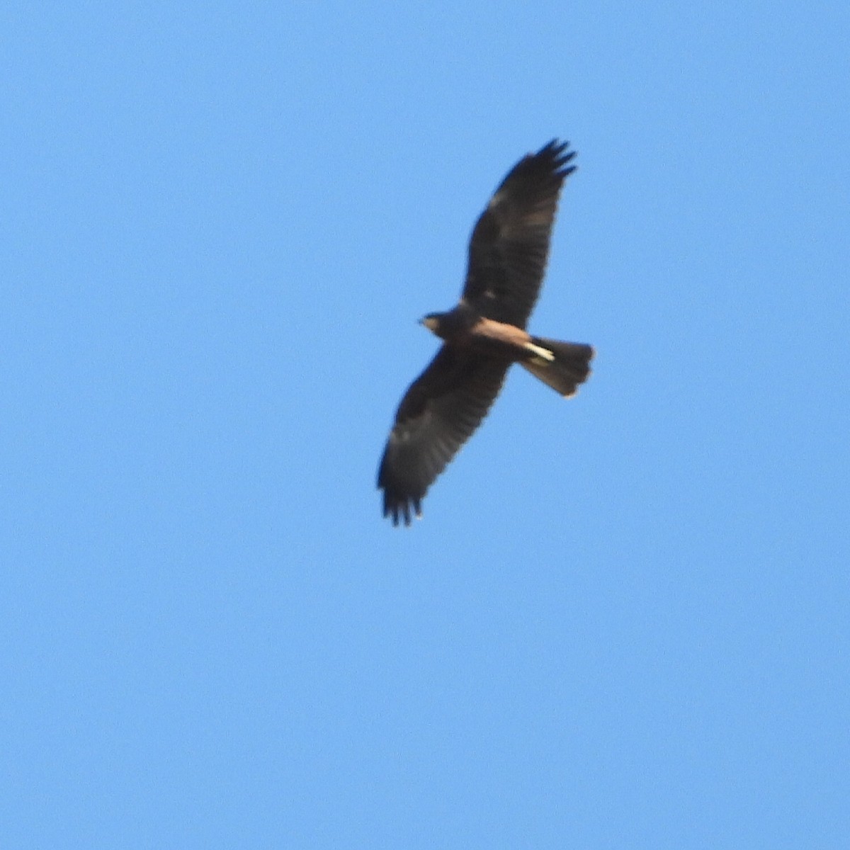 Western Marsh Harrier - ML598407561