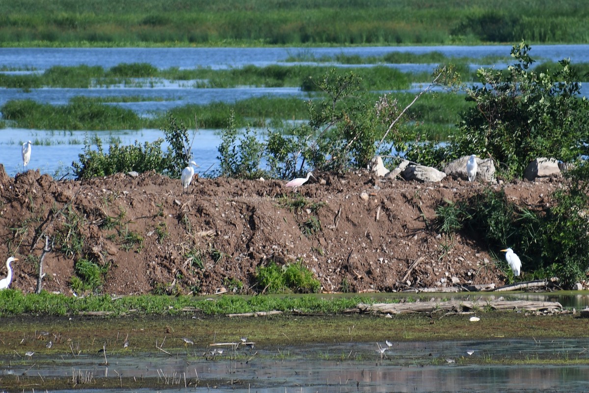 Roseate Spoonbill - ML598407801
