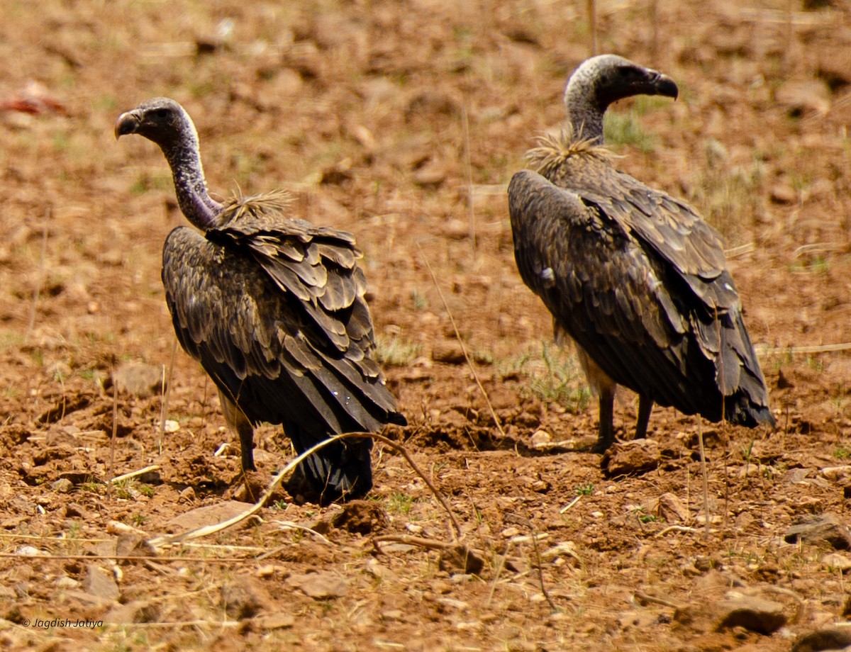 Indian Vulture - ML598408371