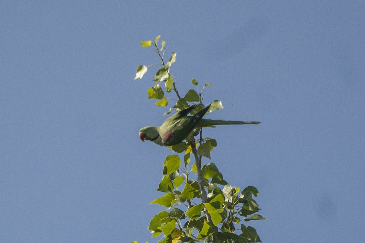 Alexandrine Parakeet - ML598408531