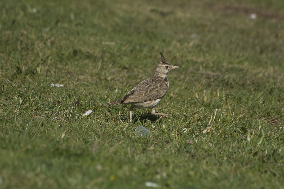 Crested Lark - ML598408571
