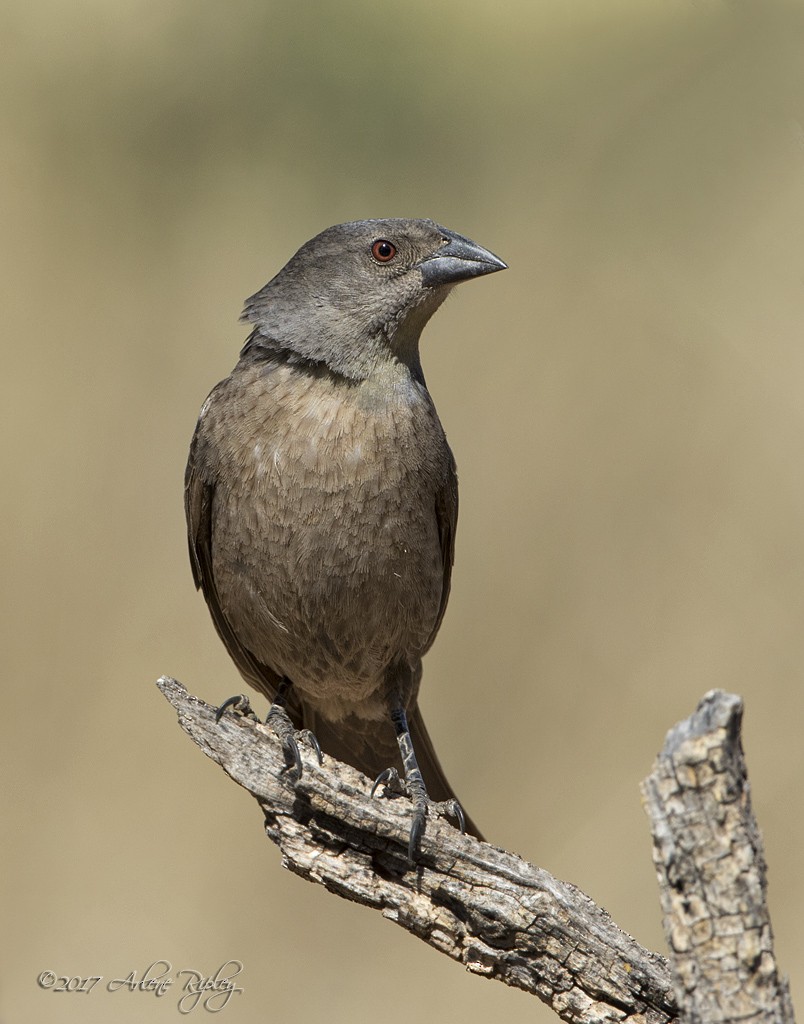 Bronzed Cowbird - ML59840861