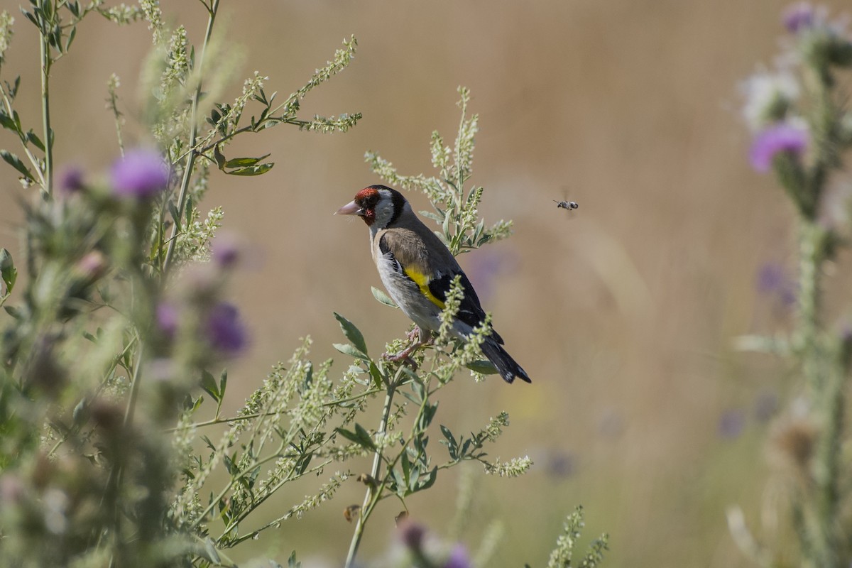 European Goldfinch - ML598408611