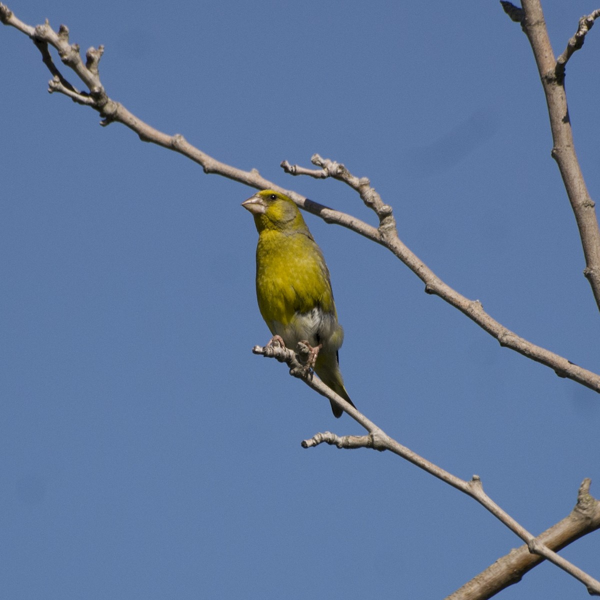 European Greenfinch - ML598408661