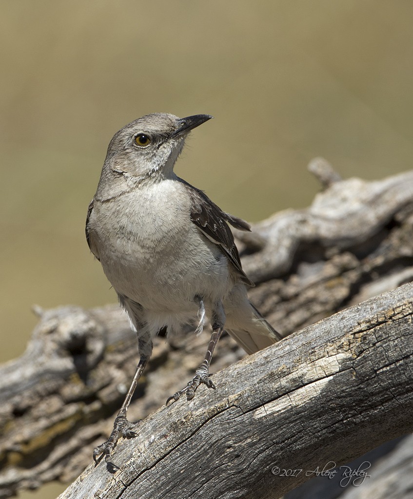 Northern Mockingbird - Arlene Ripley