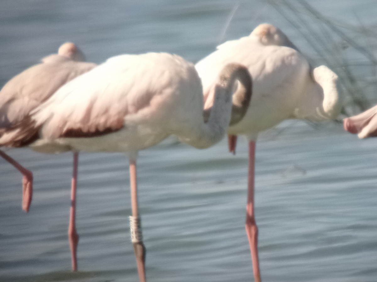 Greater Flamingo - ML598408911