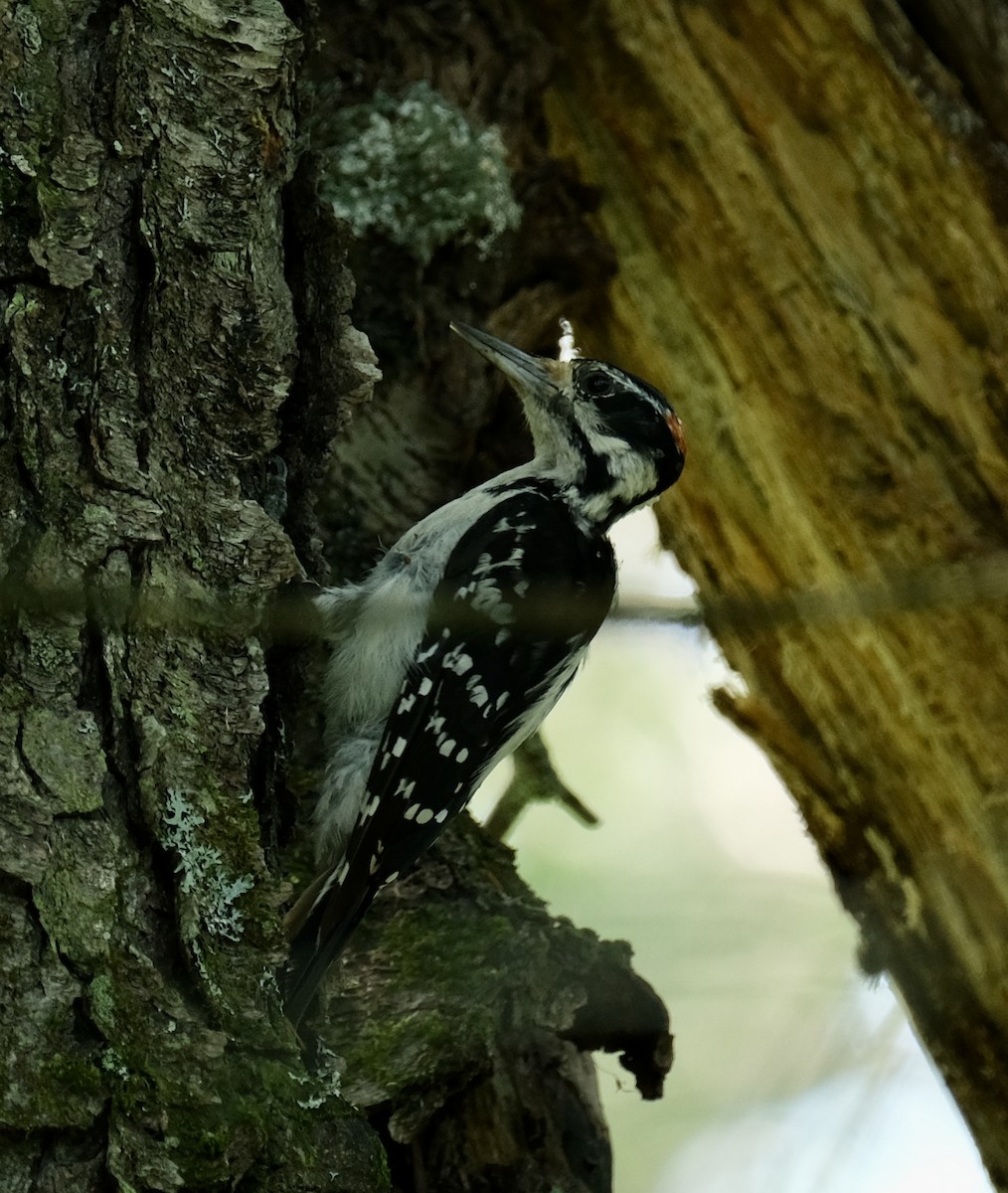 Hairy Woodpecker - ML598409741