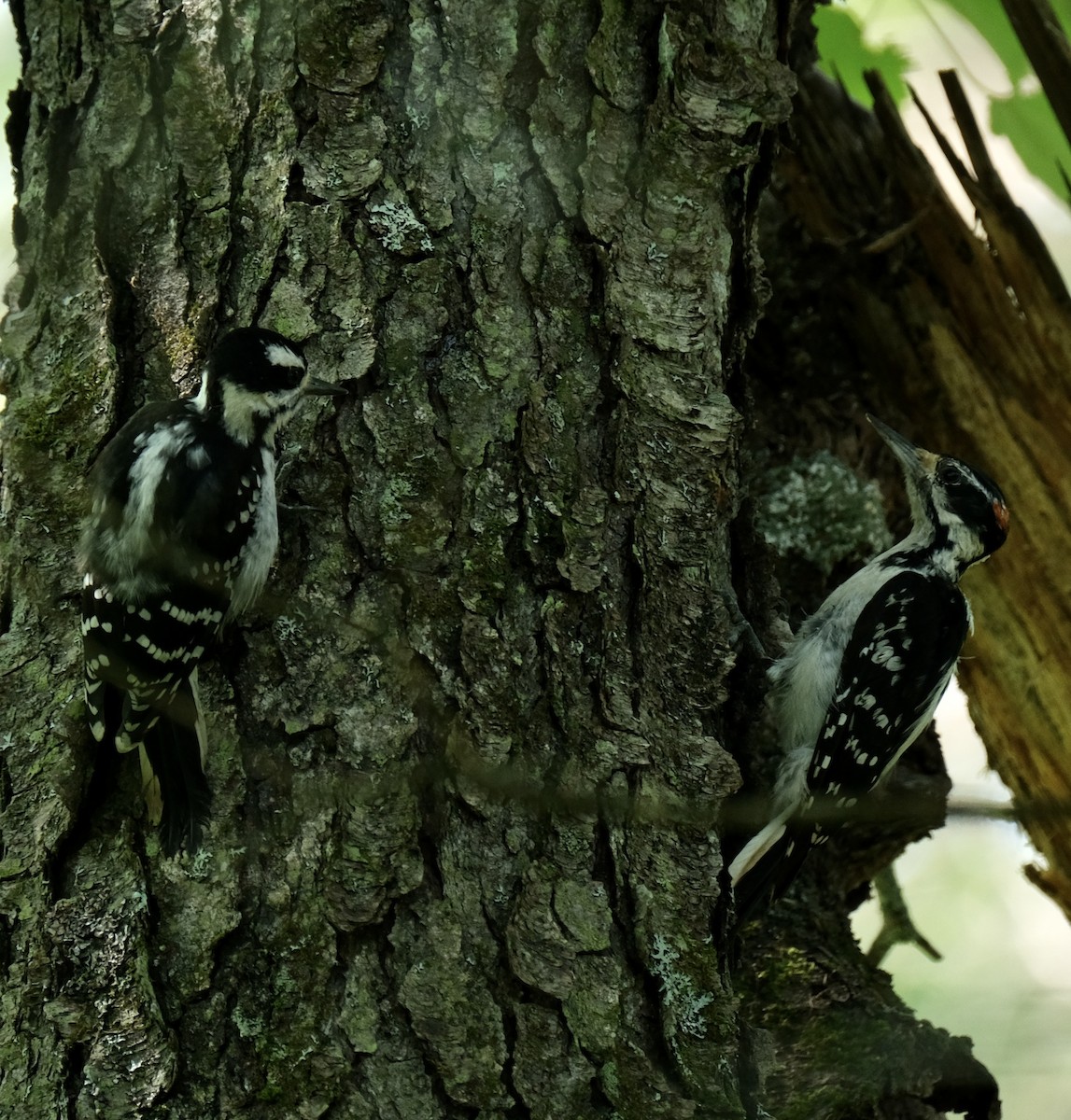 Hairy Woodpecker - Art Jacques