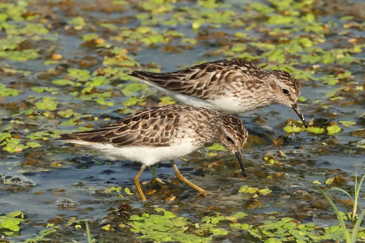 Least Sandpiper - ML598410991