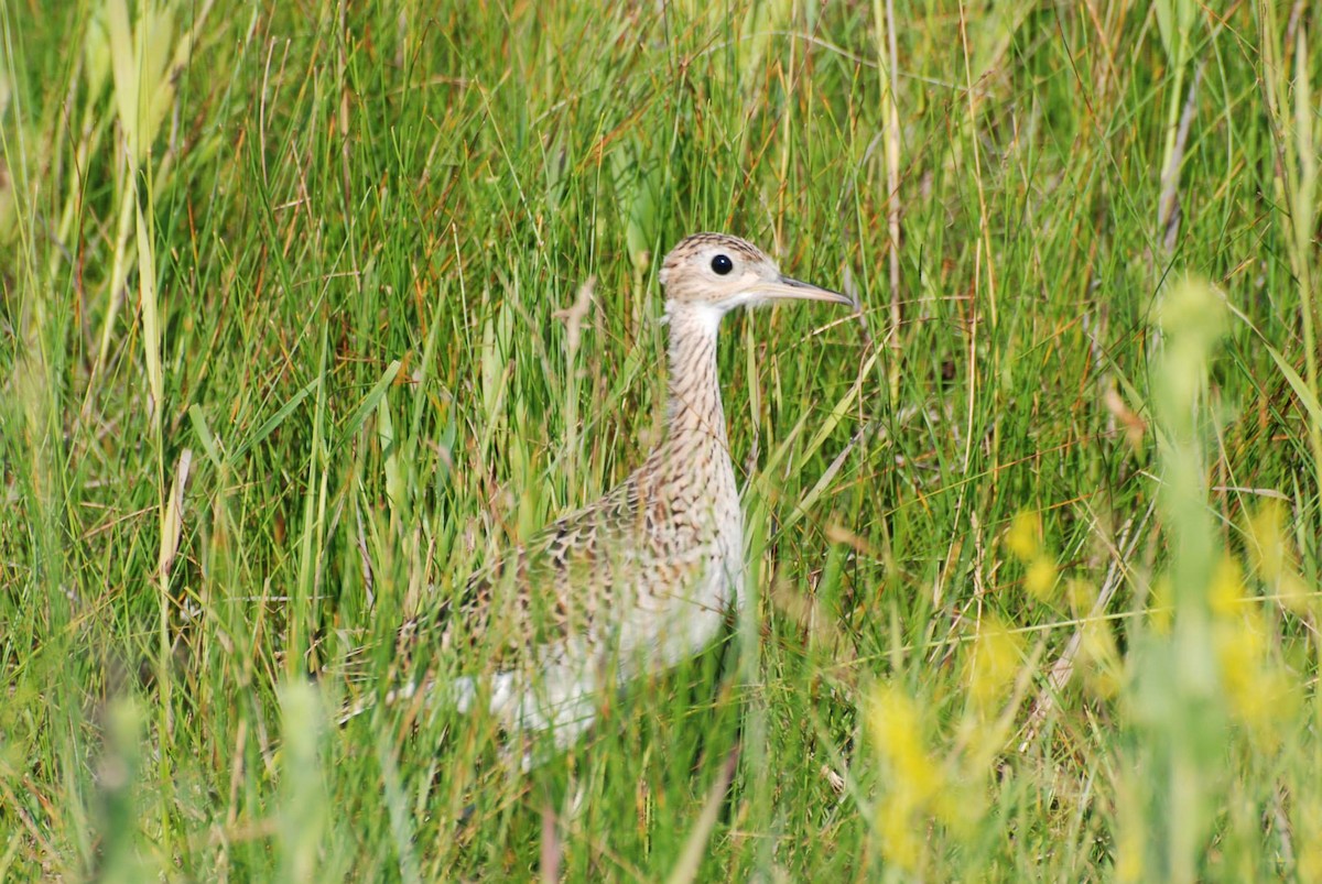 Upland Sandpiper - ML598413121