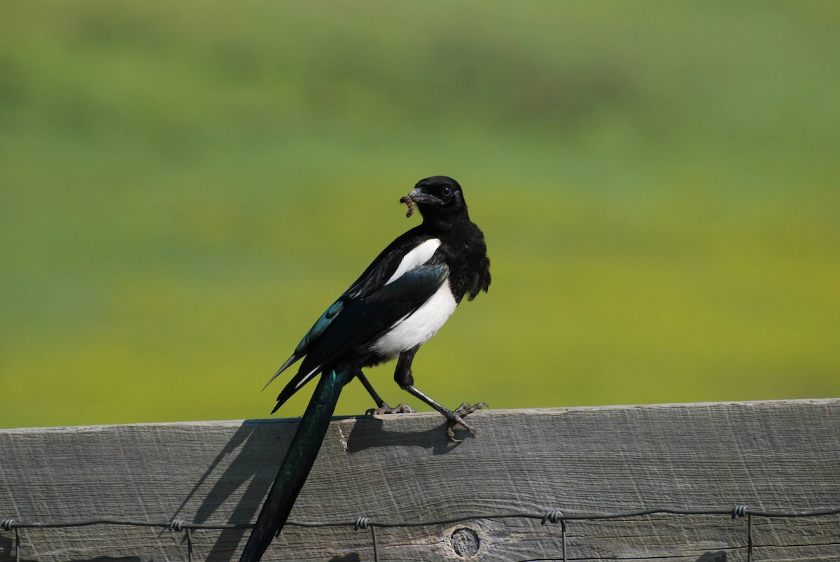 Black-billed Magpie - Daniel Bailey