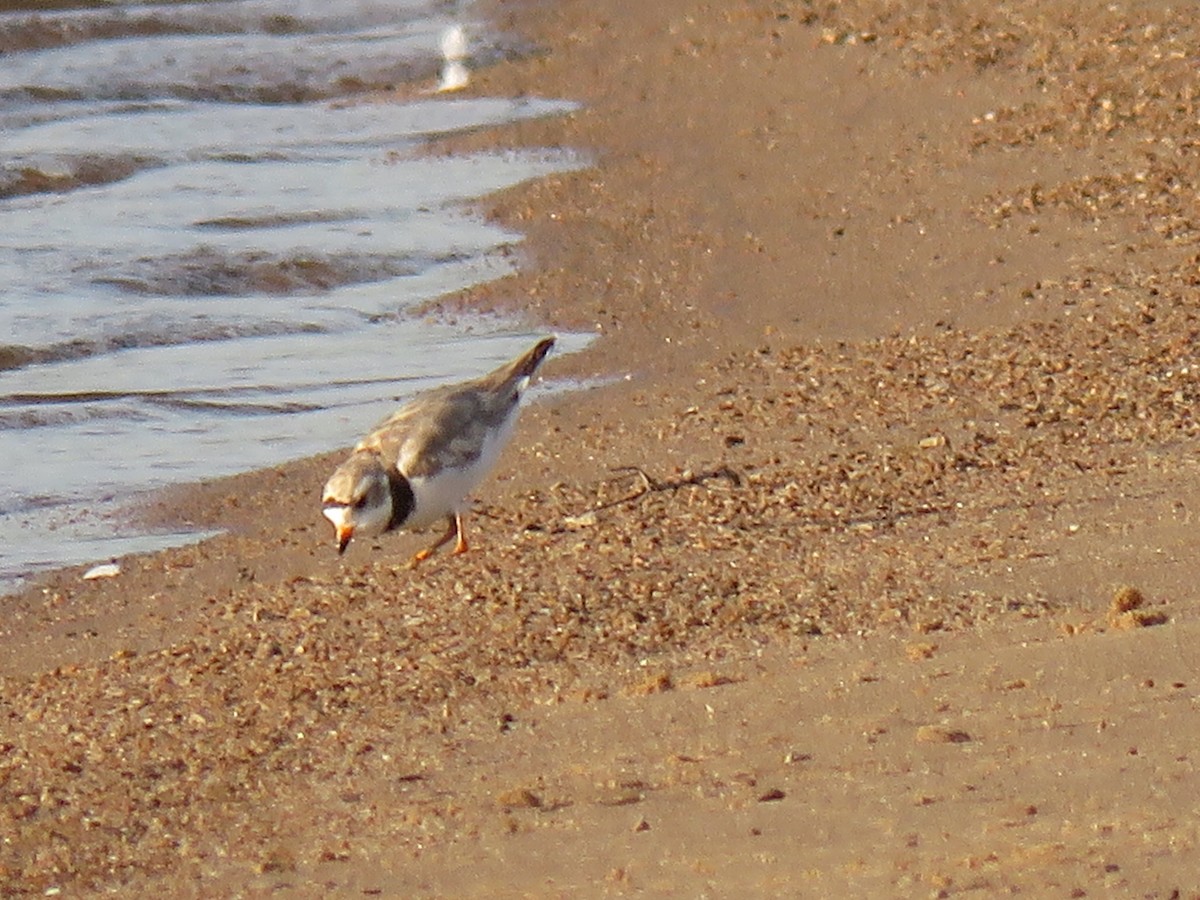 Piping Plover - ML598413331