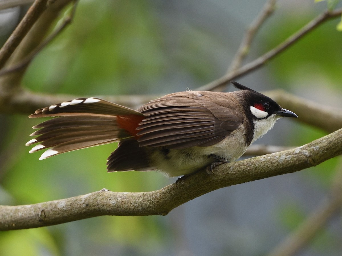 Red-whiskered Bulbul - Mike Chen