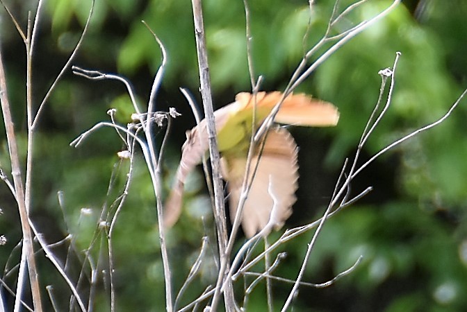 Great Crested Flycatcher - ML59841401