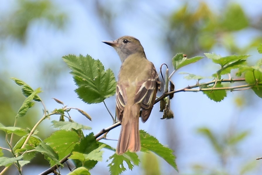 Great Crested Flycatcher - ML59841411