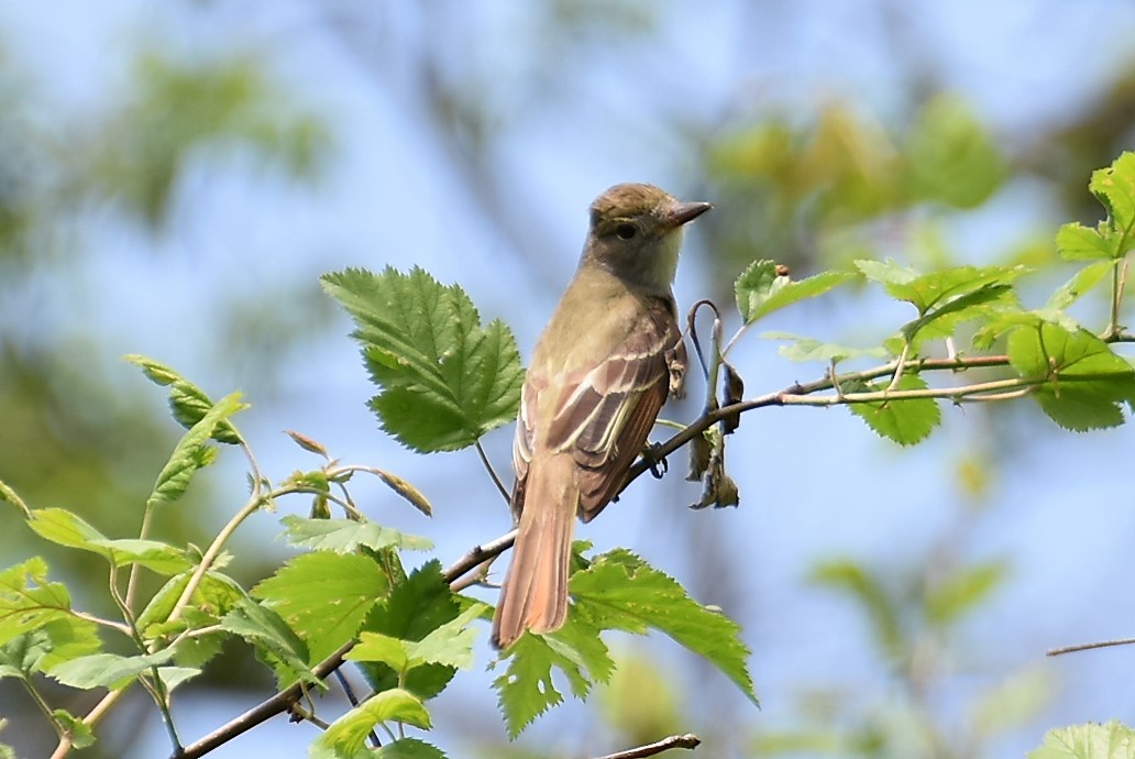 Great Crested Flycatcher - ML59841421