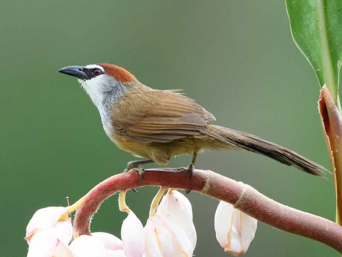 Chestnut-capped Babbler - Mike Chen