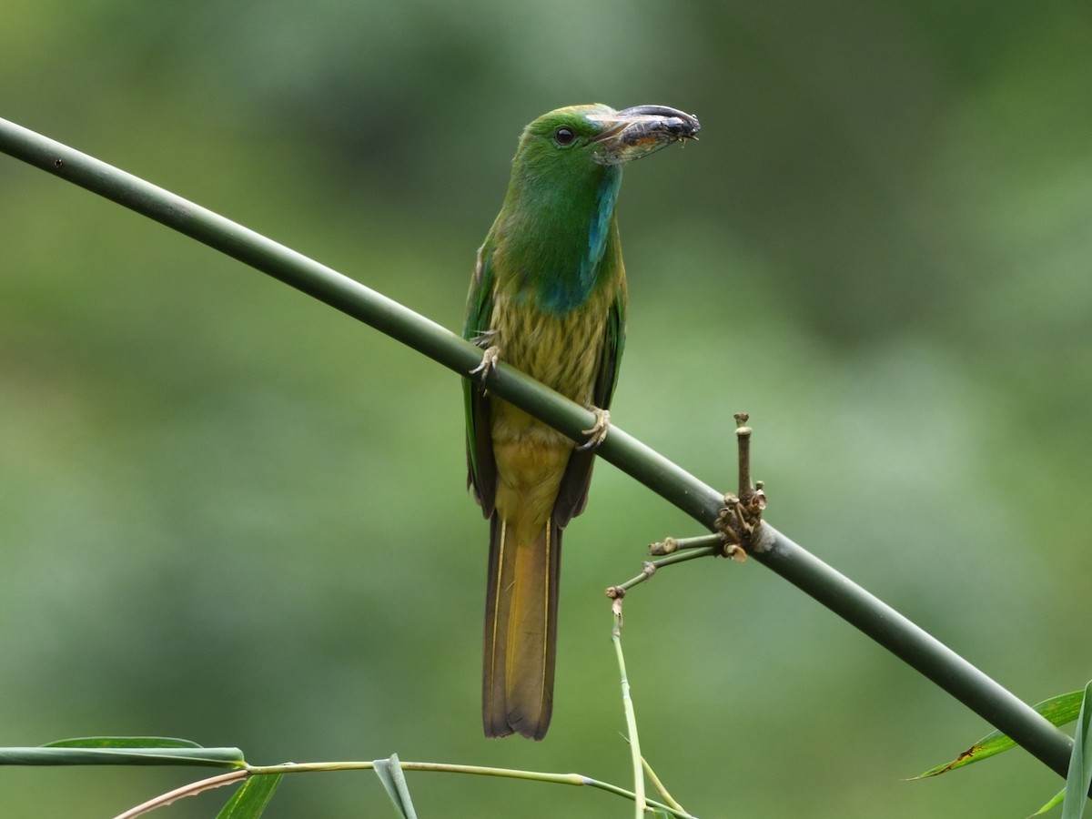 Blue-bearded Bee-eater - ML598415131