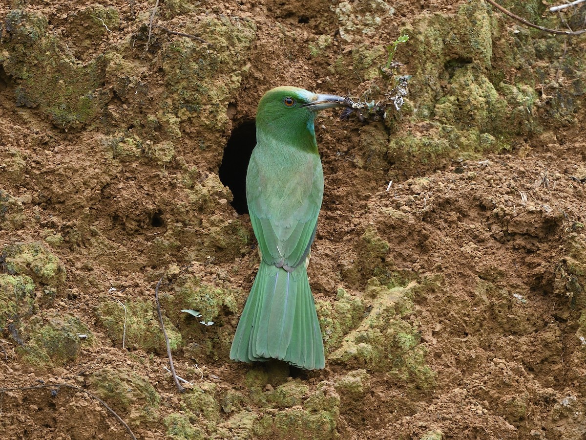 Blue-bearded Bee-eater - ML598415141