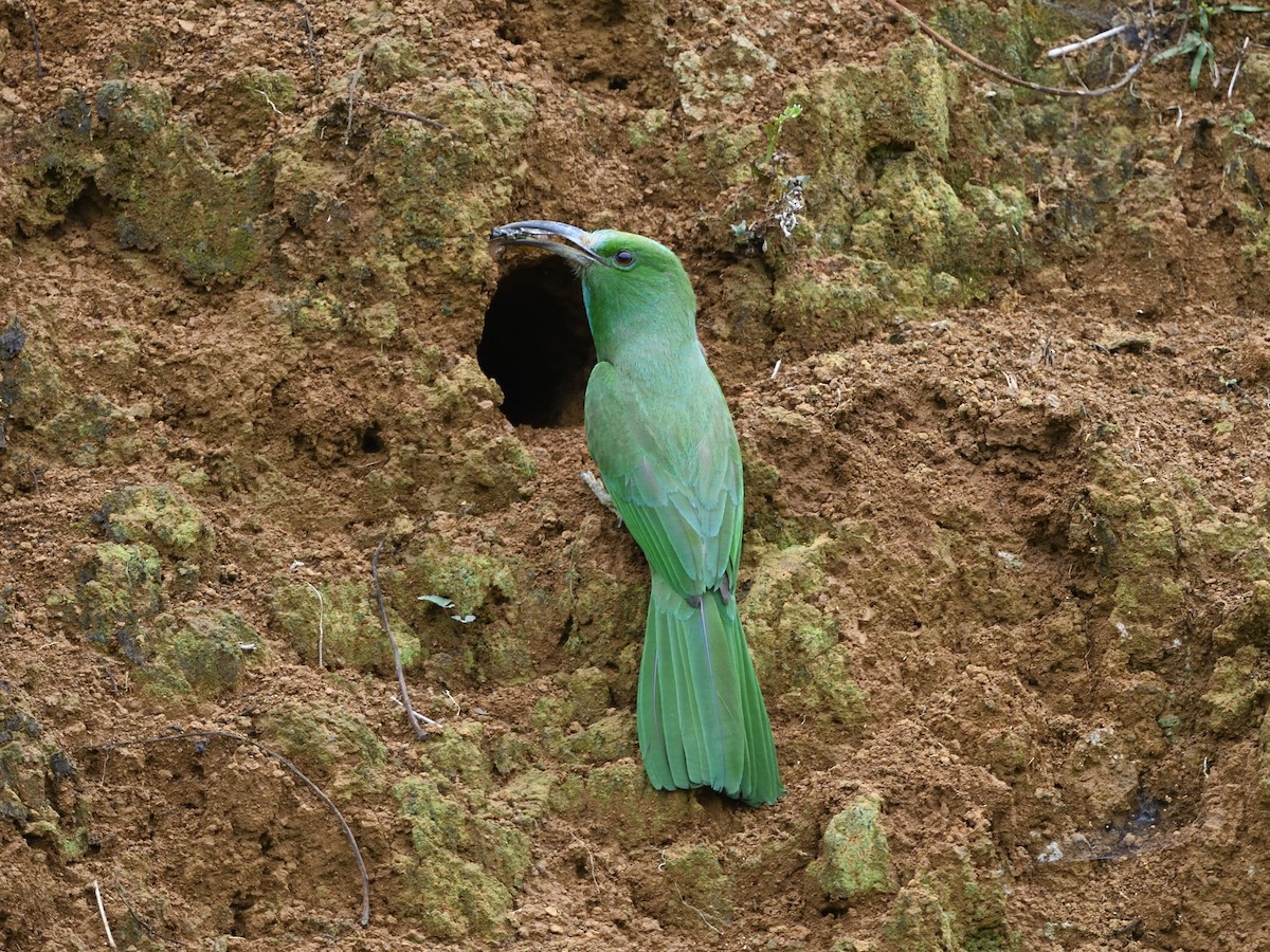 Blue-bearded Bee-eater - Mike Chen