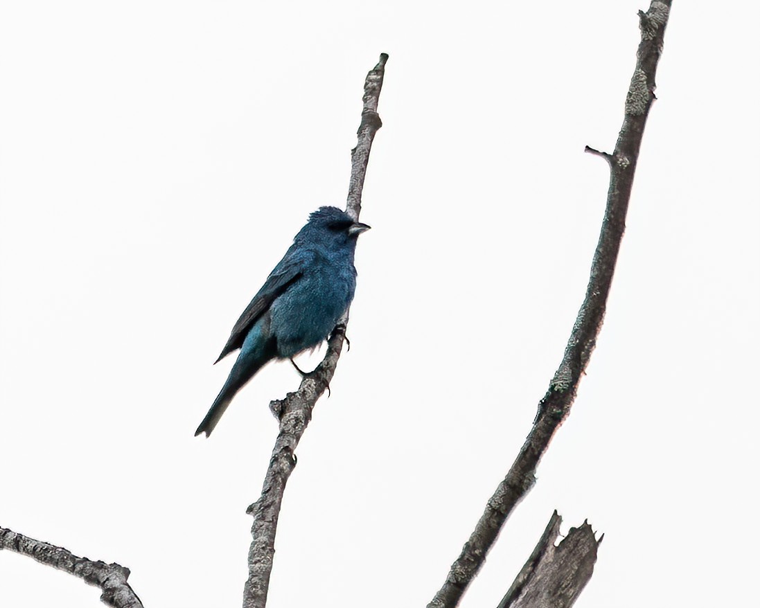 Indigo Bunting - ML598415491