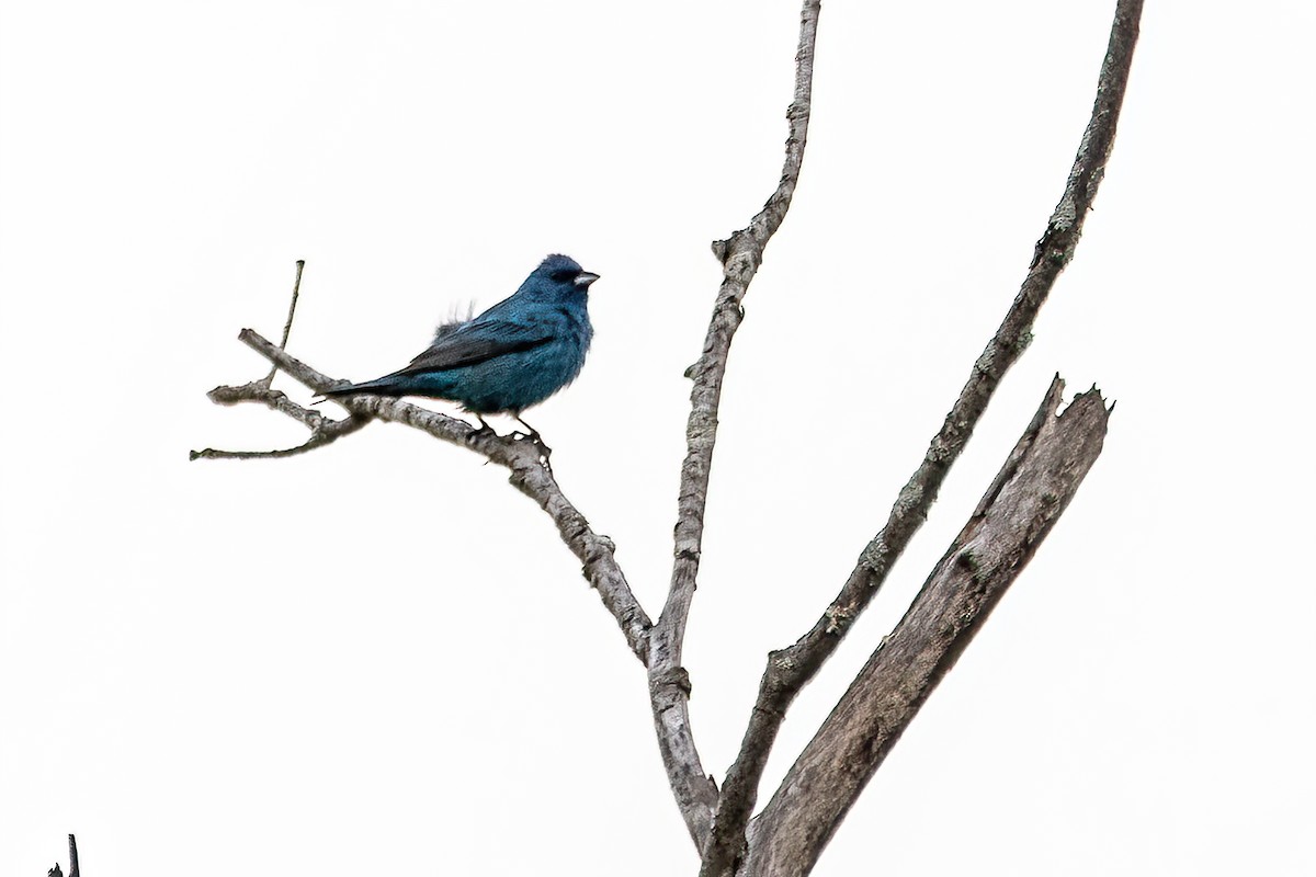 Indigo Bunting - ML598415511