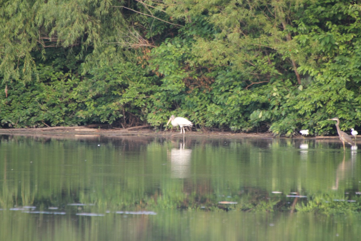 Wood Stork - ML598416481