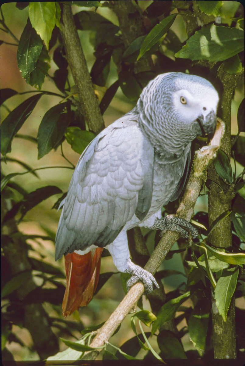 Afrika Gri Papağanı - ML598416491