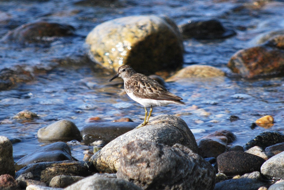 Least Sandpiper - ML598416671