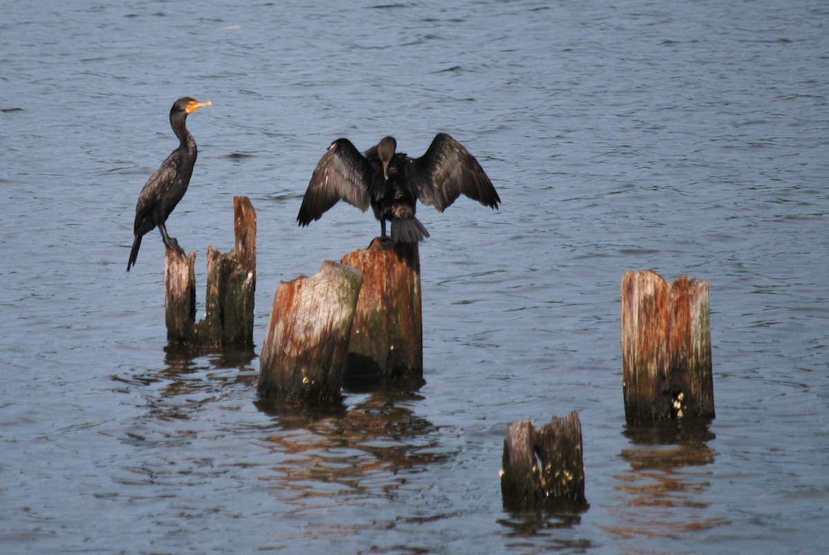 Double-crested Cormorant - ML598416751