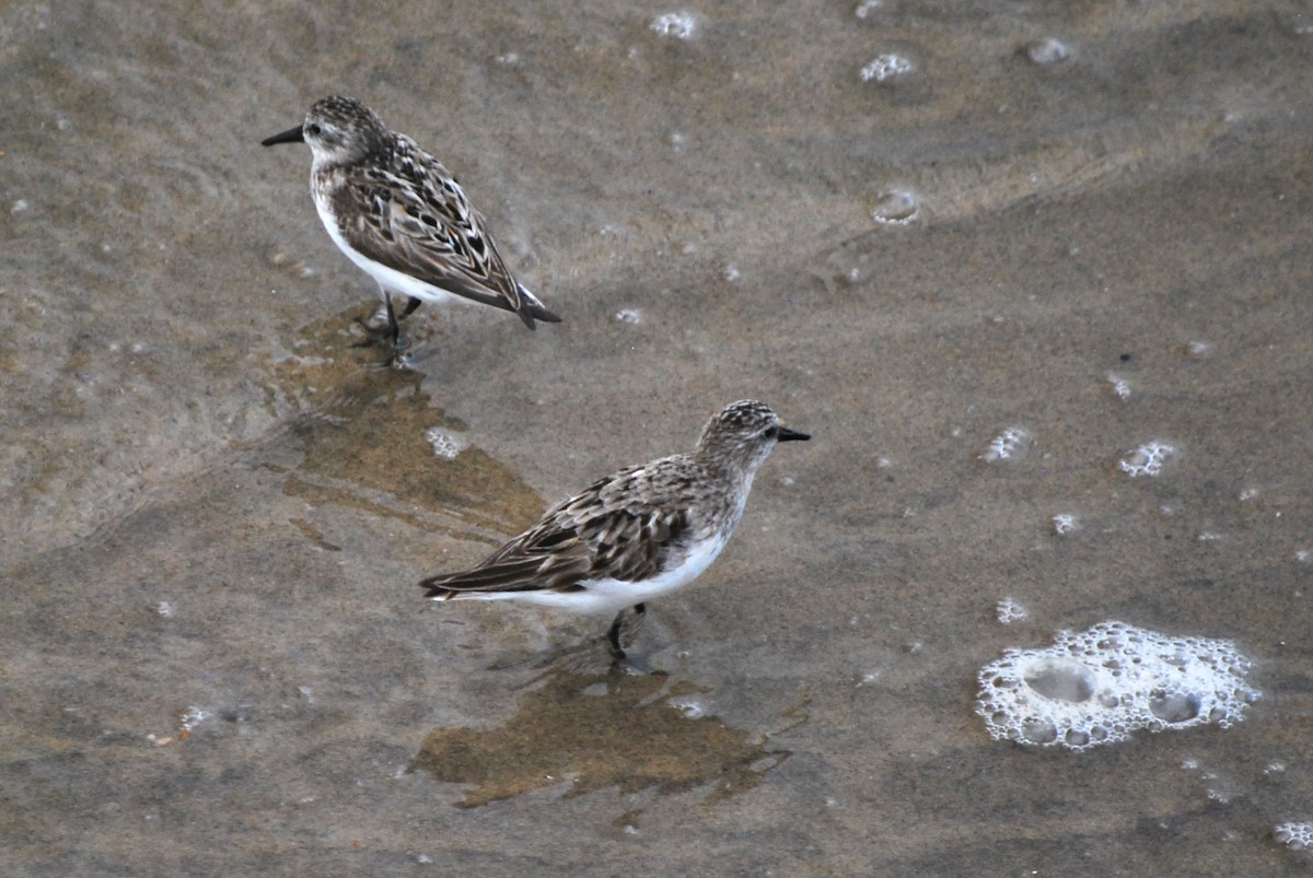 Semipalmated Sandpiper - Everett Yang