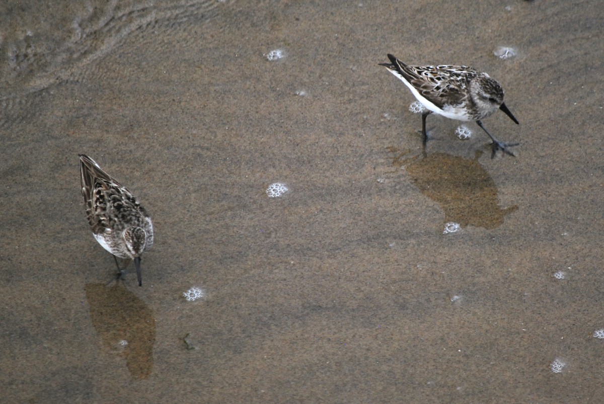 Semipalmated Sandpiper - ML598416891