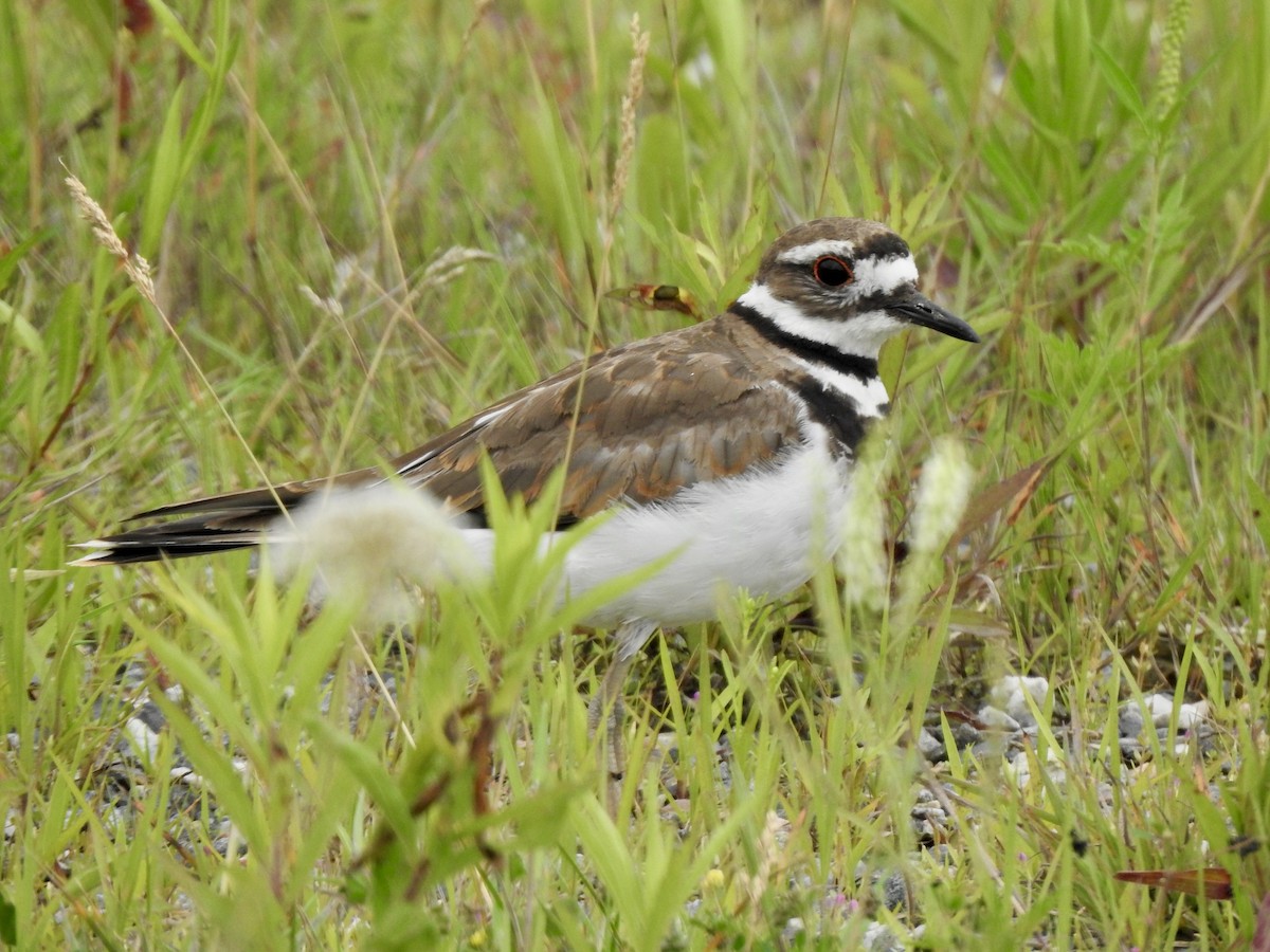 Killdeer - ML598417381