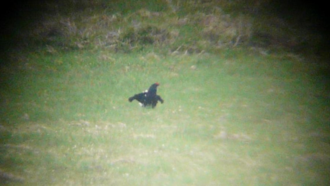 Black Grouse - Jiří Šafránek