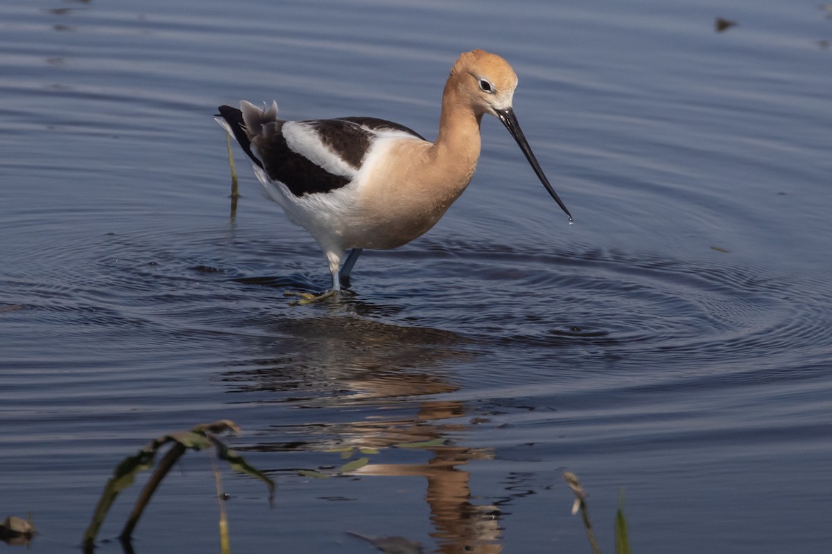 Avoceta Americana - ML598418011