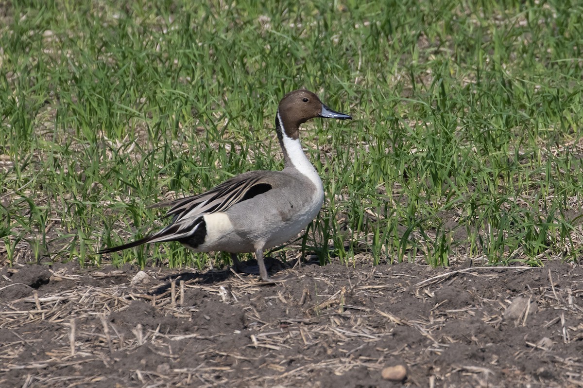 Northern Pintail - ML598418091