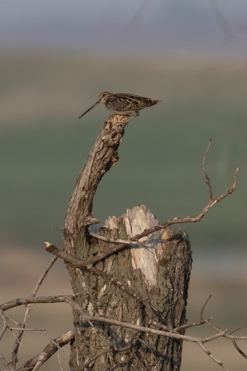 Wilson's Snipe - ML598418371